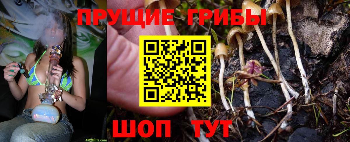 Псилоцибиновые грибы Psilocybine cubensis Кирово-Чепецк